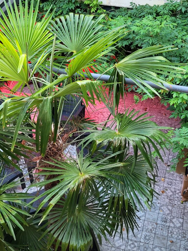 Le Poulpe - Le Patio, cour et terrasse végétale